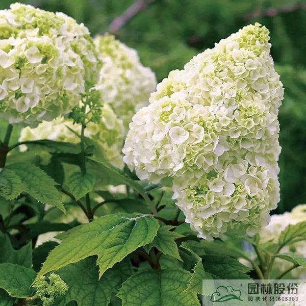 电竞比赛押注app