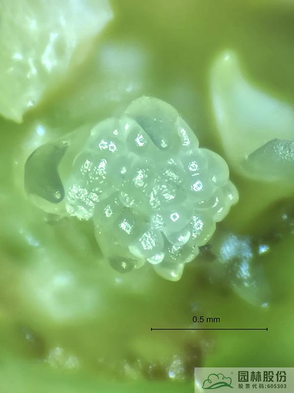 电竞比赛押注app