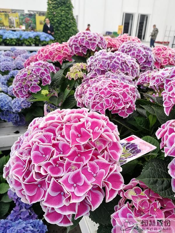 电竞比赛押注app