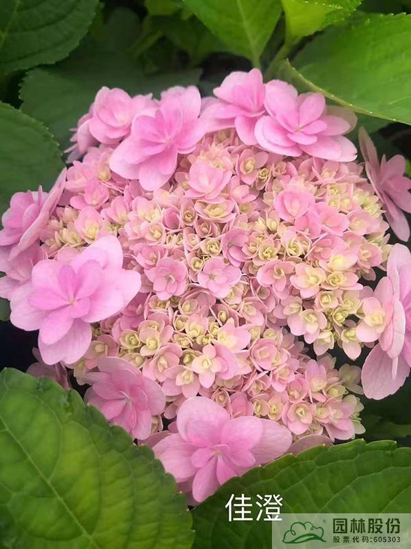 电竞比赛押注app