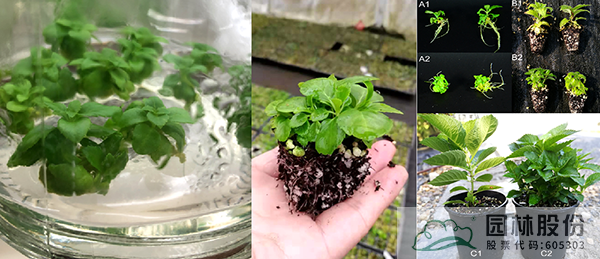 电竞比赛押注app