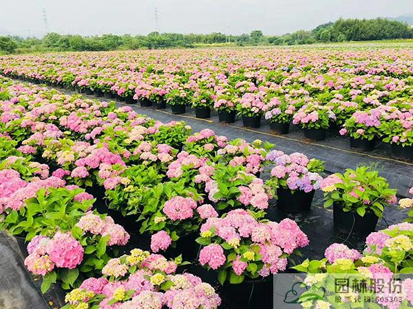 电竞比赛押注app