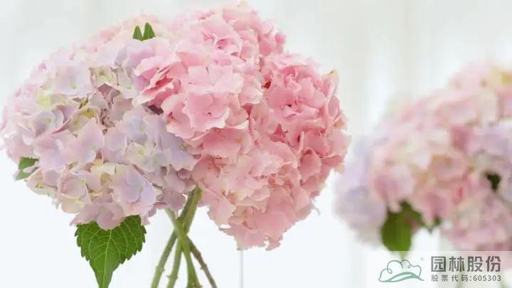 电竞比赛押注app