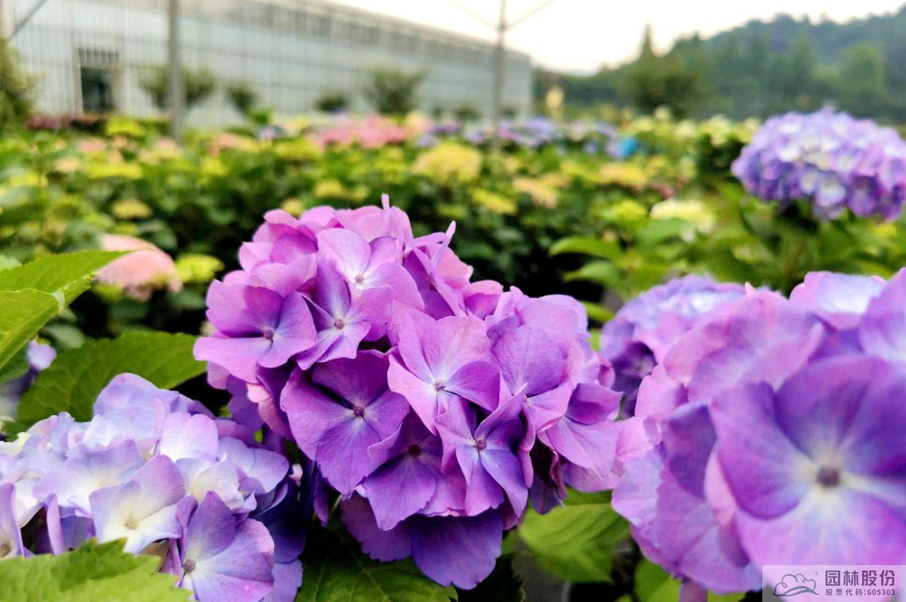 电竞比赛押注app