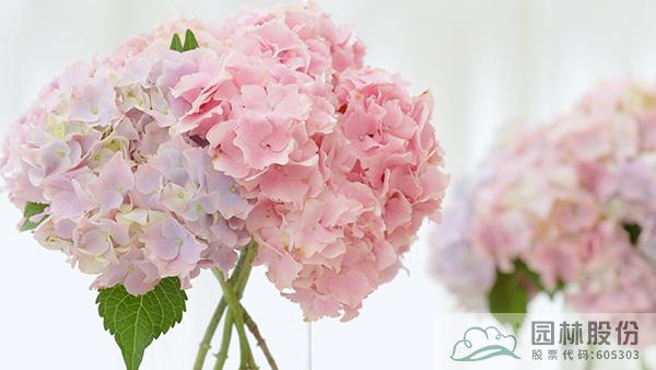 电竞比赛押注app