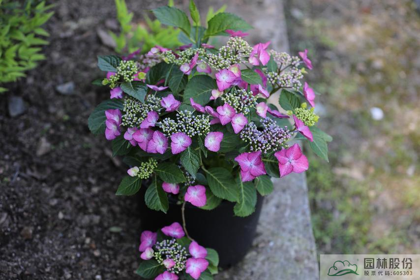 电竞比赛押注app