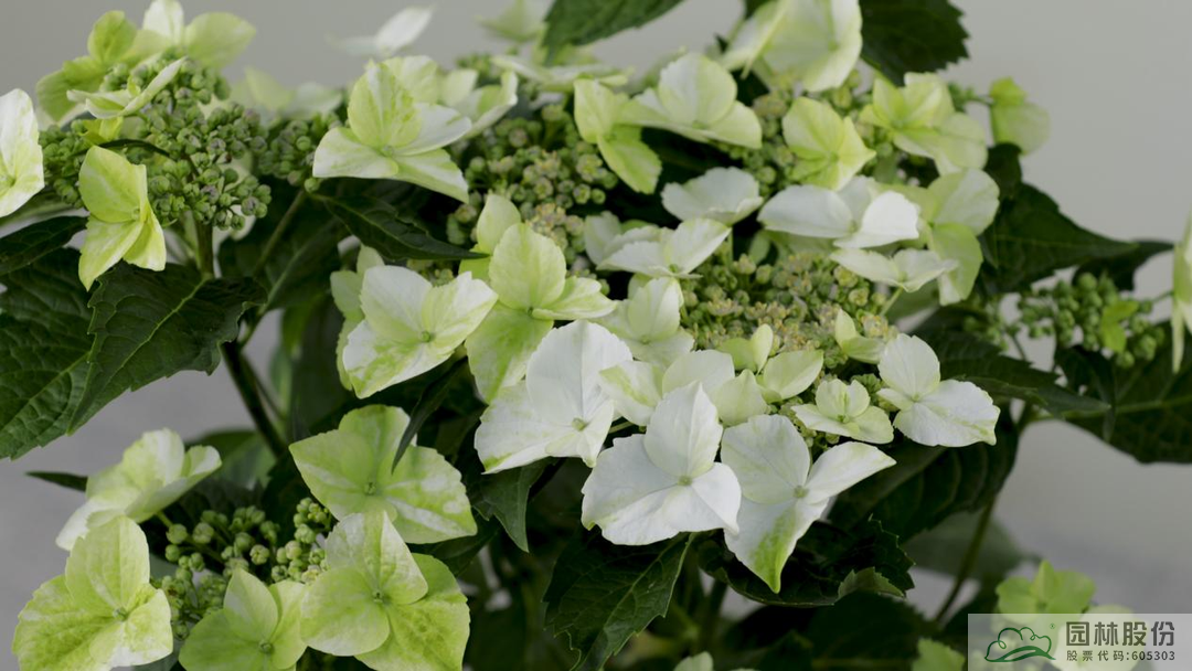 电竞比赛押注app