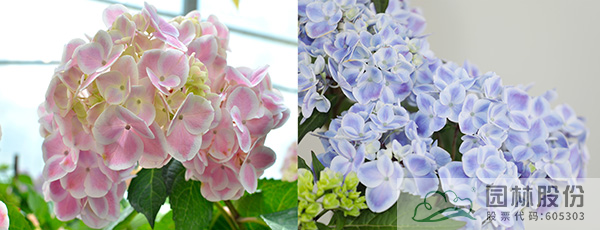 电竞比赛押注app