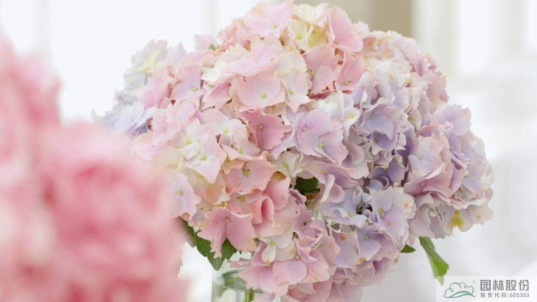 电竞比赛押注app