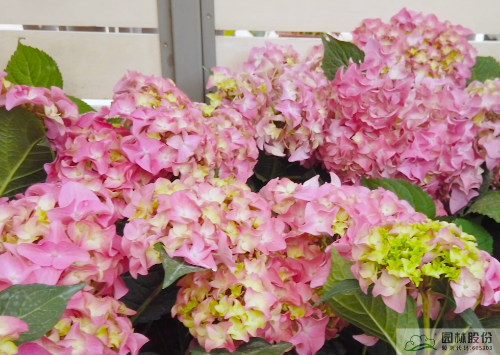 电竞比赛押注app