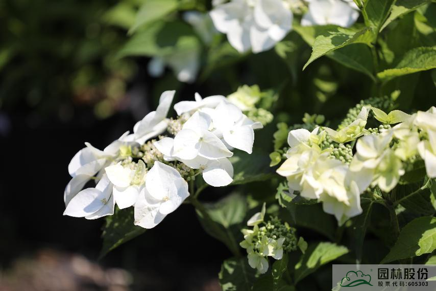 电竞比赛押注app