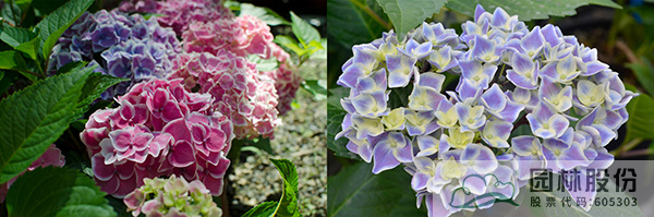 电竞比赛押注app