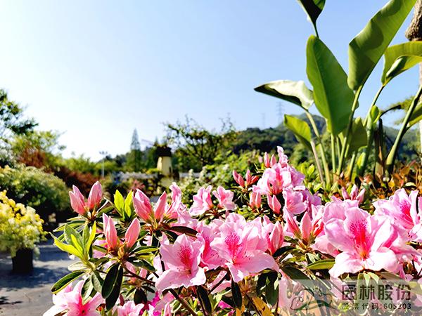 电竞比赛押注app