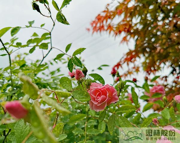 电竞比赛押注app