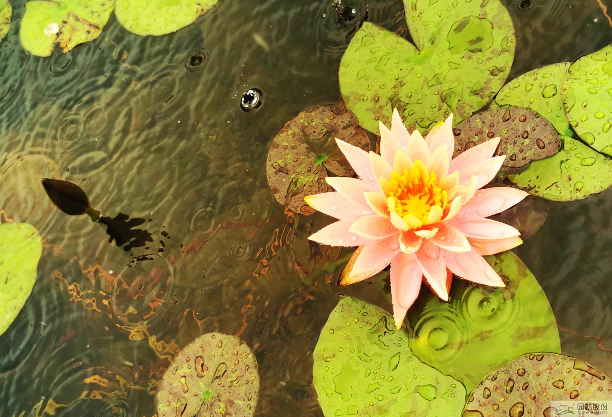 电竞比赛押注app