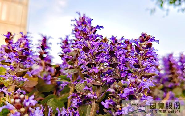 电竞比赛押注app