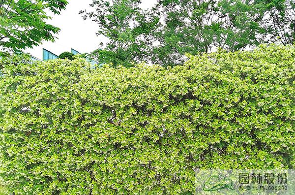 电竞比赛押注app