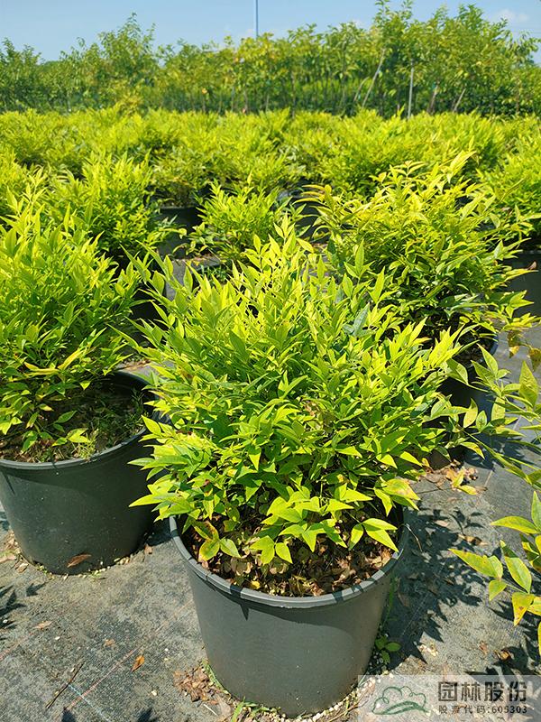 电竞比赛押注app