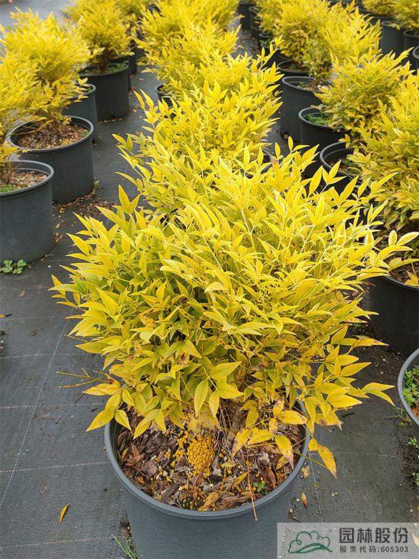 电竞比赛押注app