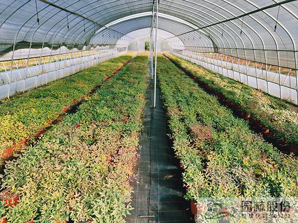 电竞比赛押注app