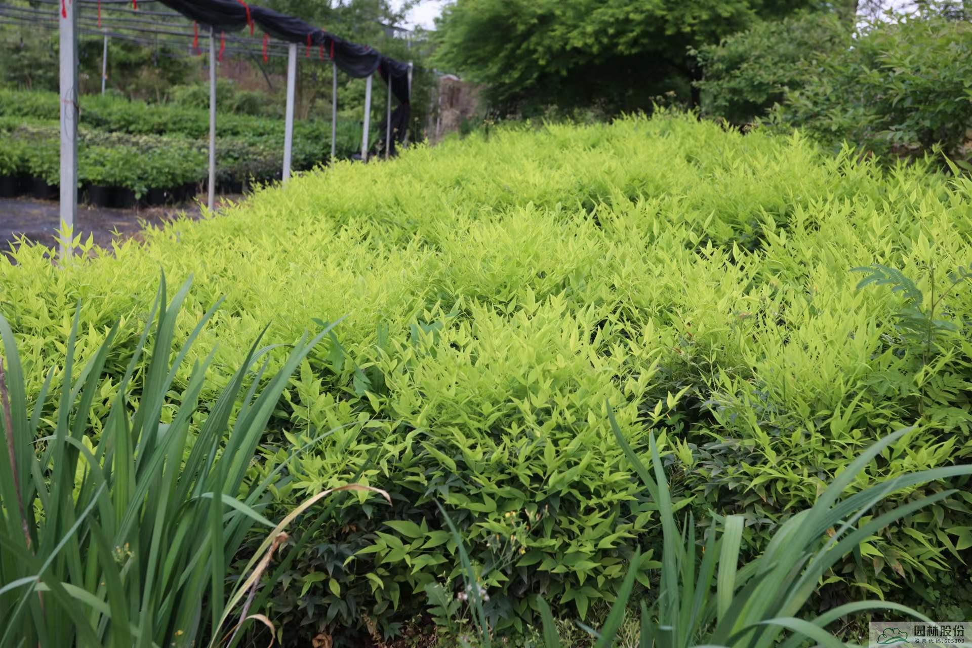 电竞比赛押注app