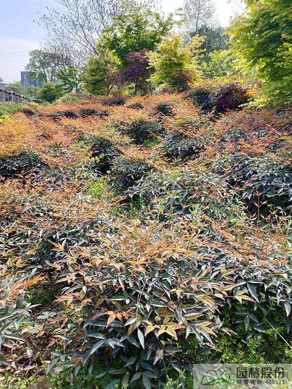 电竞比赛押注app