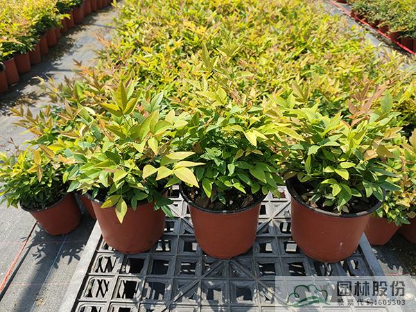 电竞比赛押注app