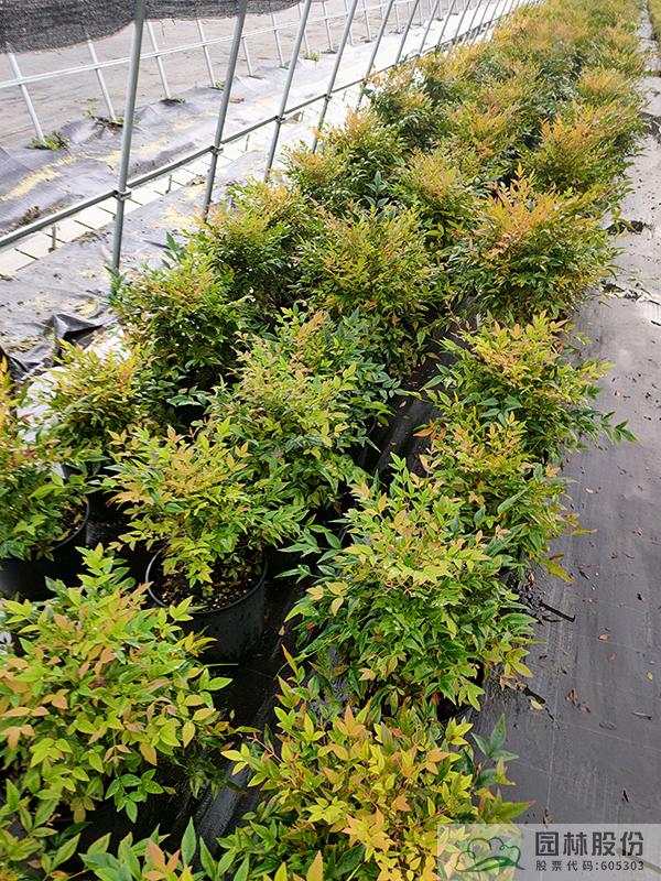 电竞比赛押注app