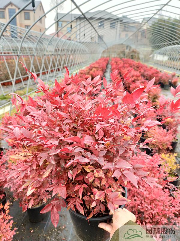 电竞比赛押注app