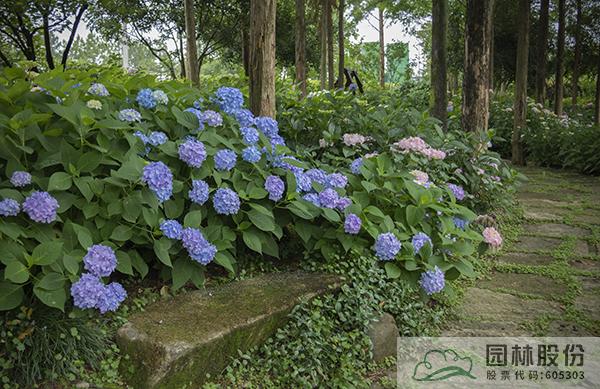 电竞比赛押注app