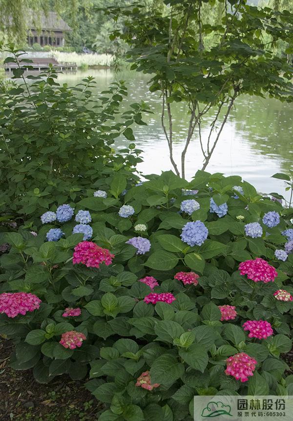 电竞比赛押注app