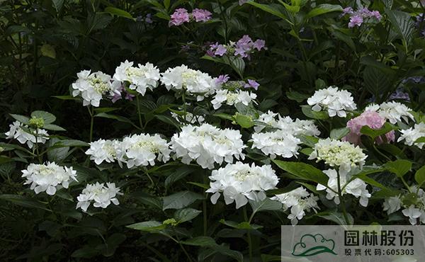 电竞比赛押注app