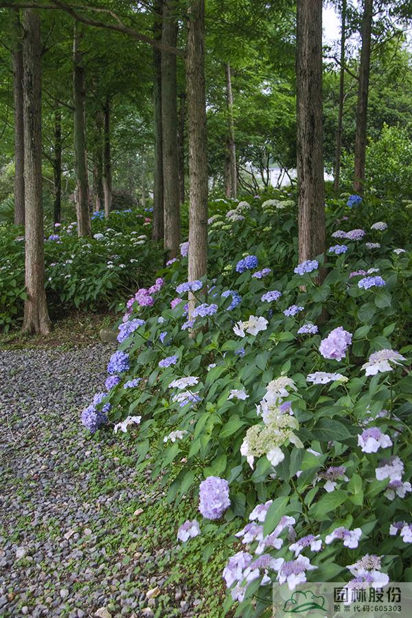 电竞比赛押注app