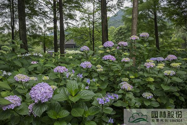 电竞比赛押注app