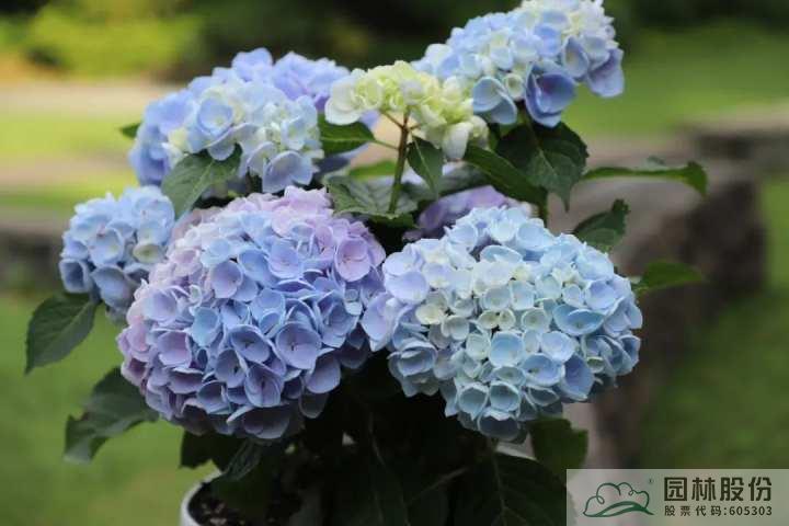 电竞比赛押注app