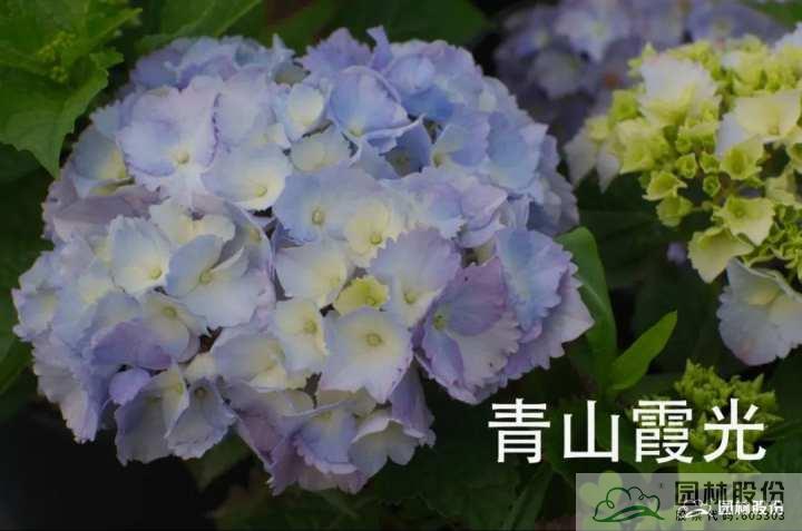 电竞比赛押注app