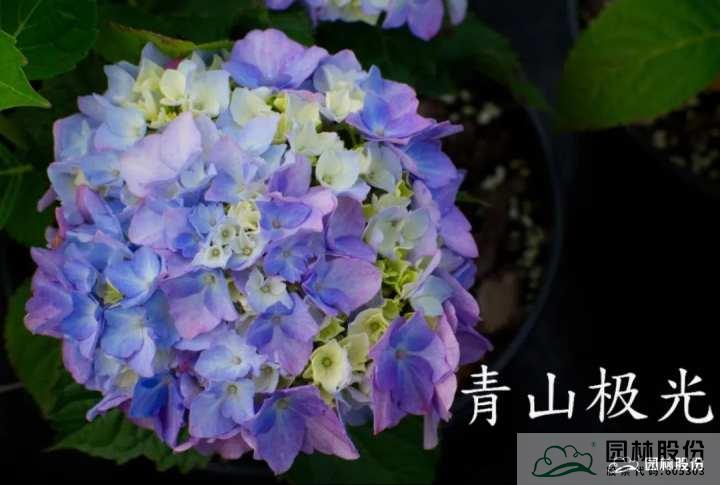 电竞比赛押注app