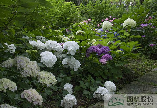 电竞比赛押注app