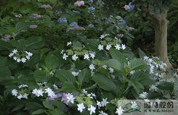 电竞比赛押注app