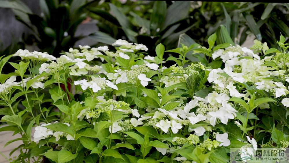 电竞比赛押注app