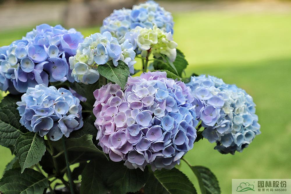 电竞比赛押注app