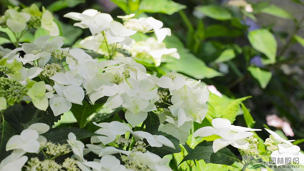 电竞比赛押注app