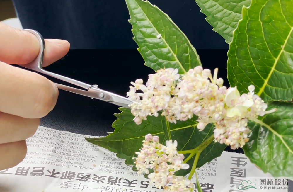 电竞比赛押注app