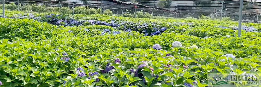 电竞比赛押注app