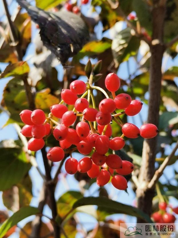 电竞比赛押注app