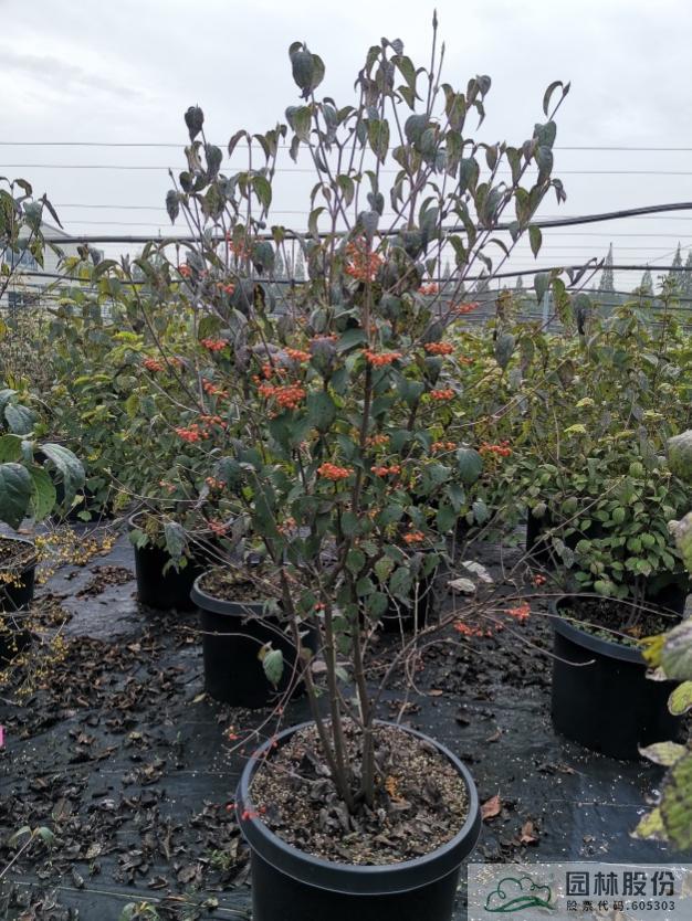 电竞比赛押注app