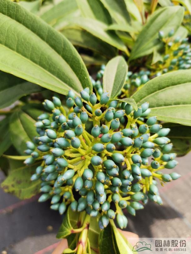 电竞比赛押注app