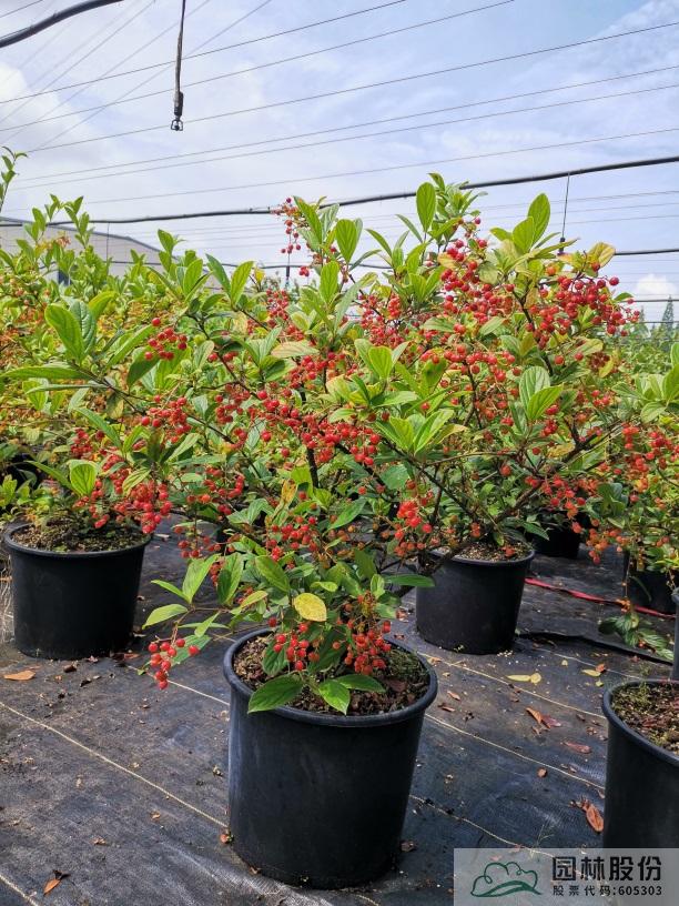 电竞比赛押注app