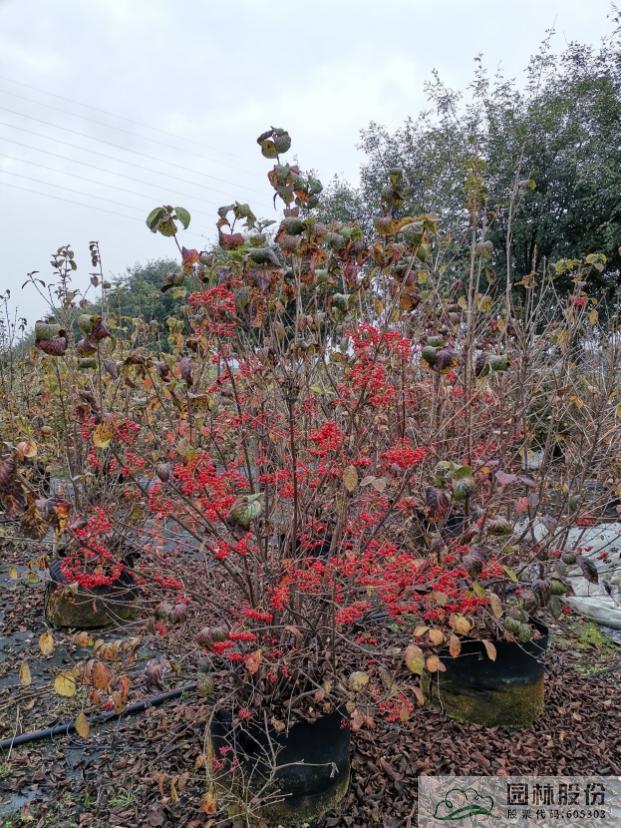 电竞比赛押注app