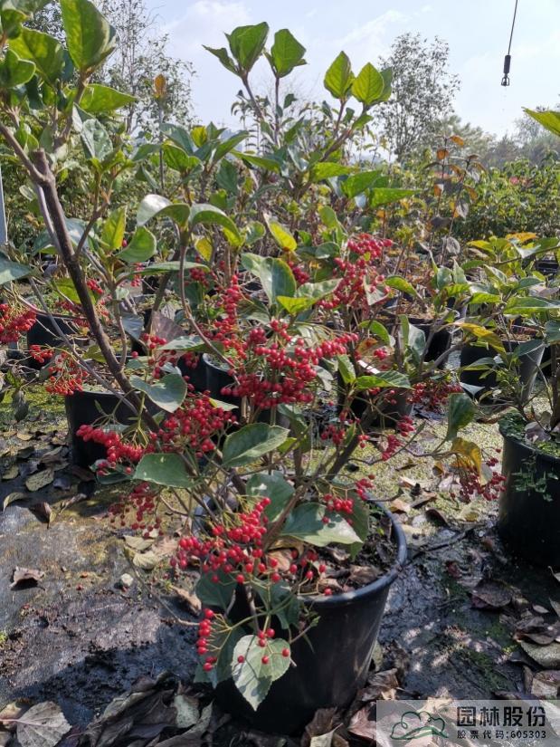 电竞比赛押注app